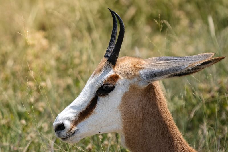 Springbok - South Africa