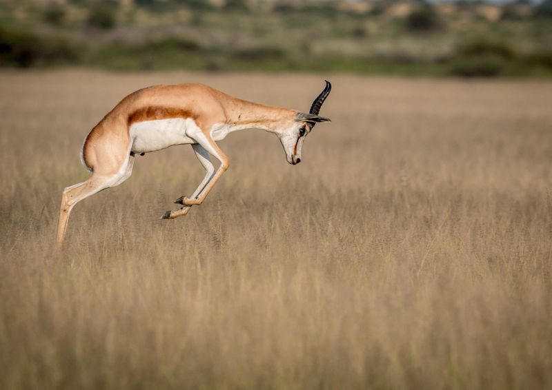 Springbok