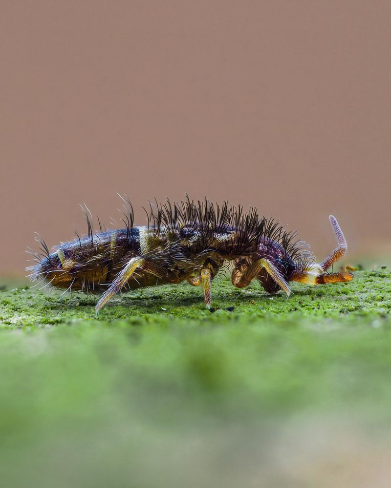 Springtails