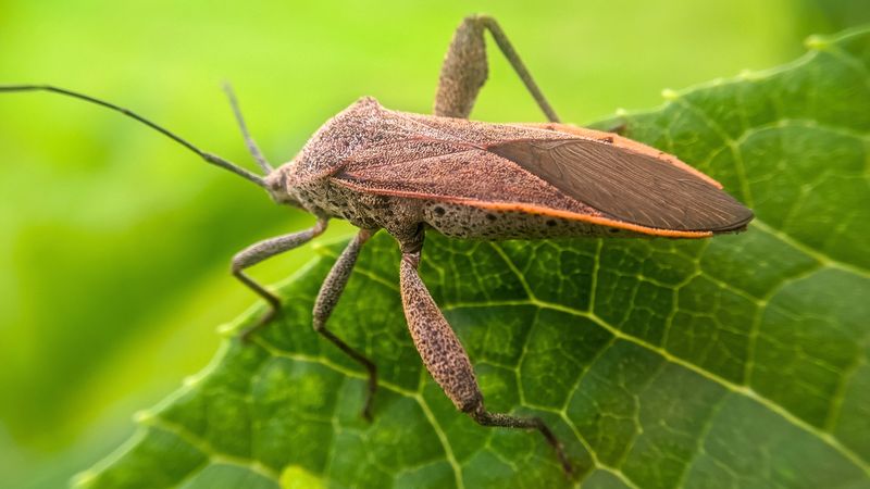 Squash Bugs