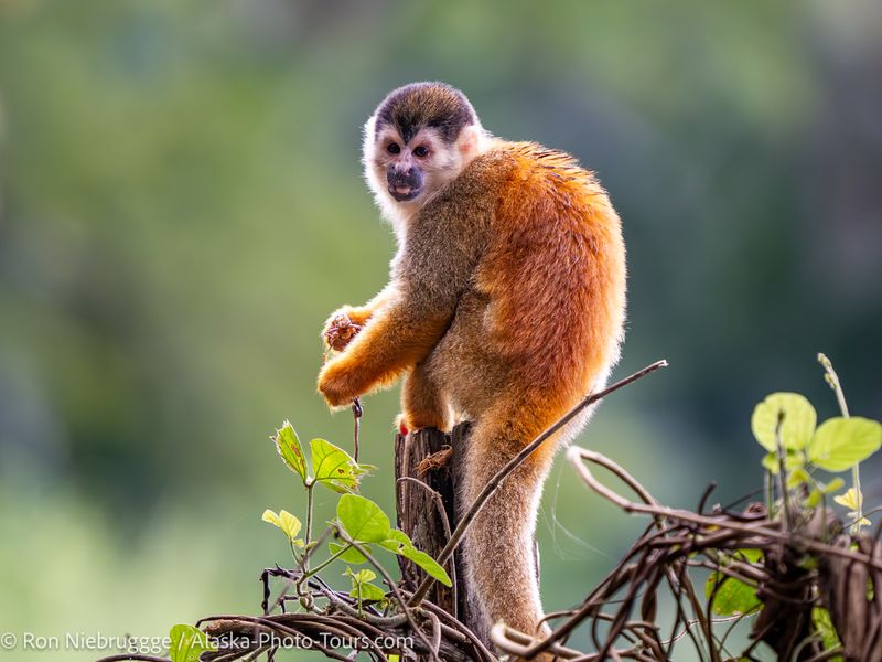 Squirrel Monkey