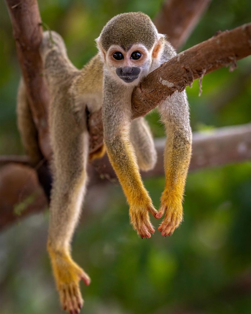 Squirrel Monkey