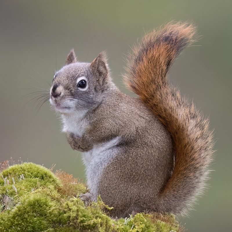 Squirrel