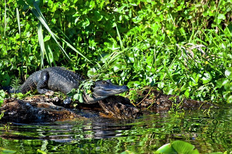 St. Johns River