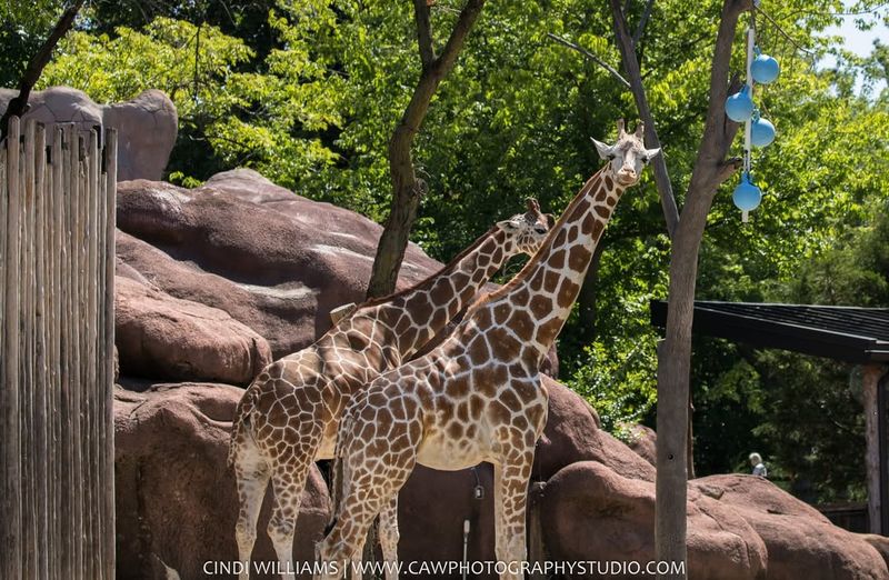 St. Louis Zoo, Missouri