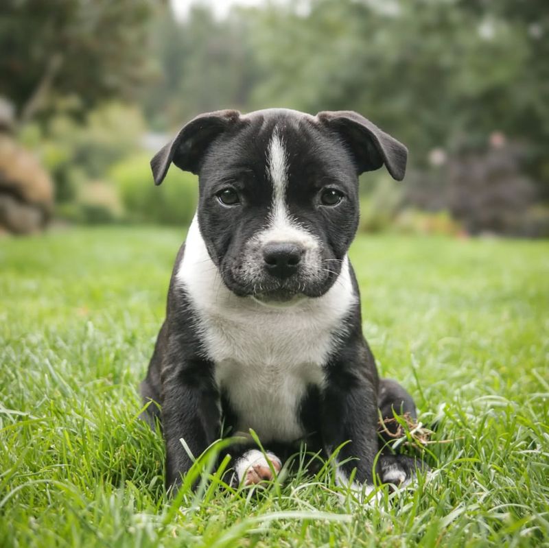 Staffordshire Bull Terrier