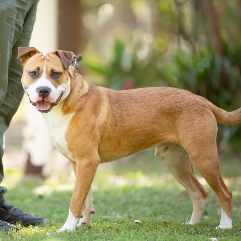 Staffordshire Bull Terrier