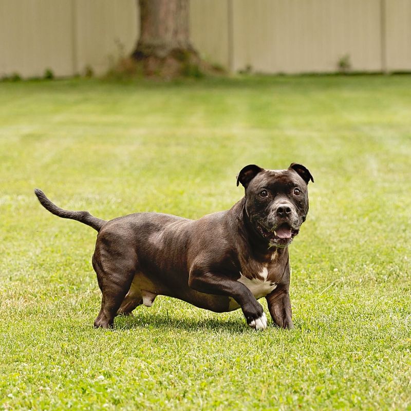 Staffordshire Bull Terrier