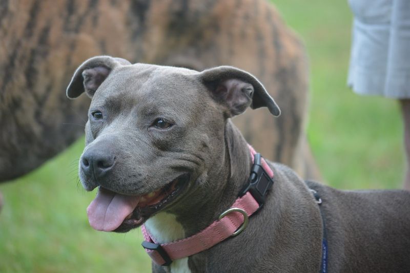 Staffordshire Bull Terrier