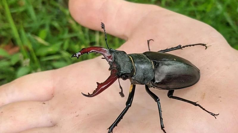 Stag Beetle