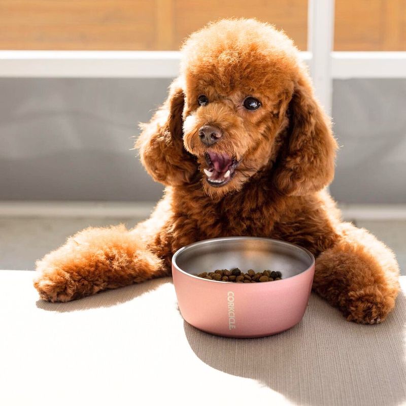 Stainless Steel Food and Water Bowls