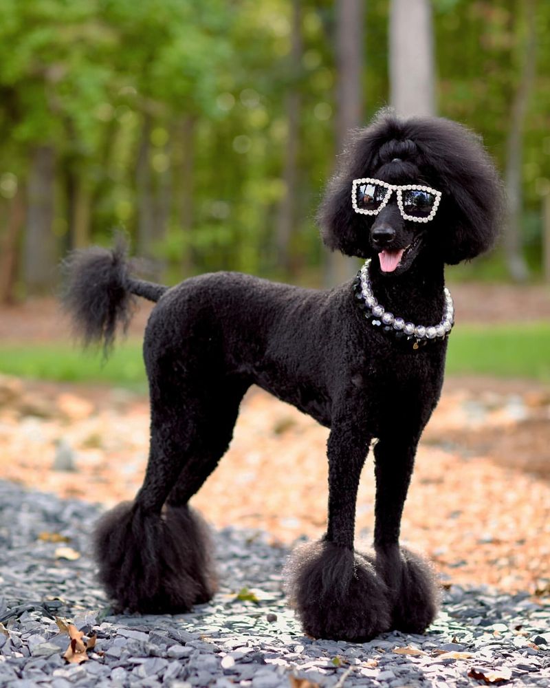 Standard Poodle