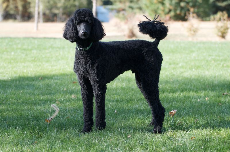 Standard Poodle