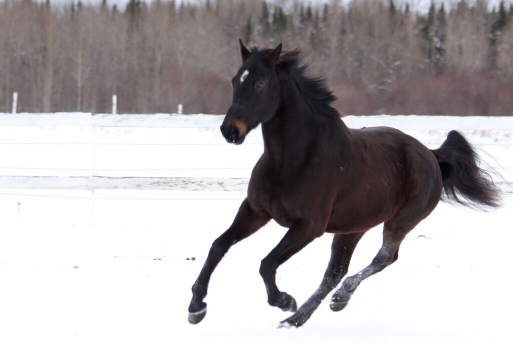 Standardbred