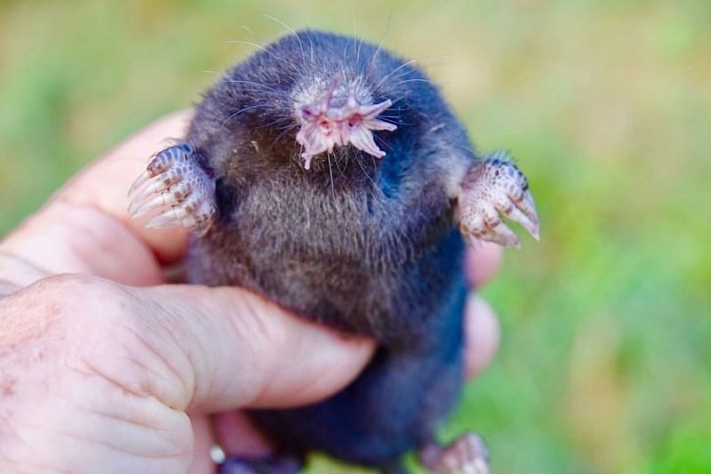 Star-Nosed Mole