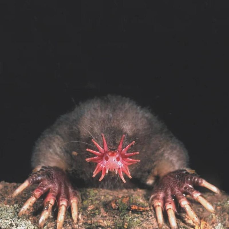 Star-Nosed Mole