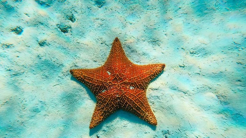 Starfish