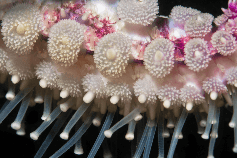 Starfish Tube Feet