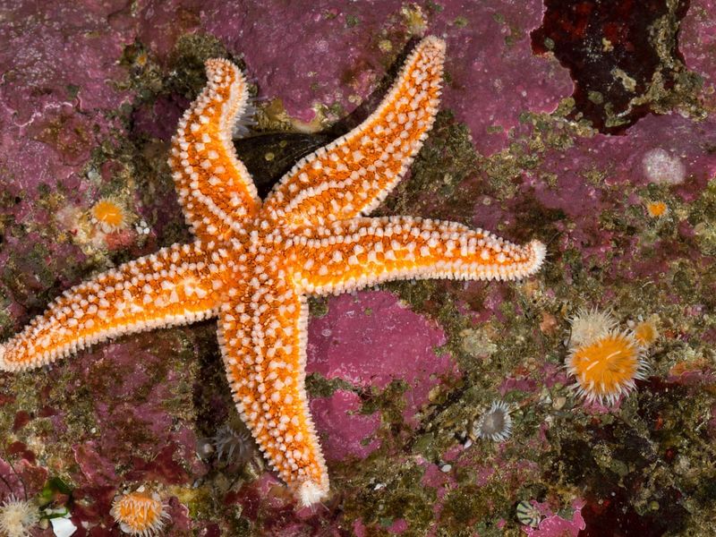 Starfish