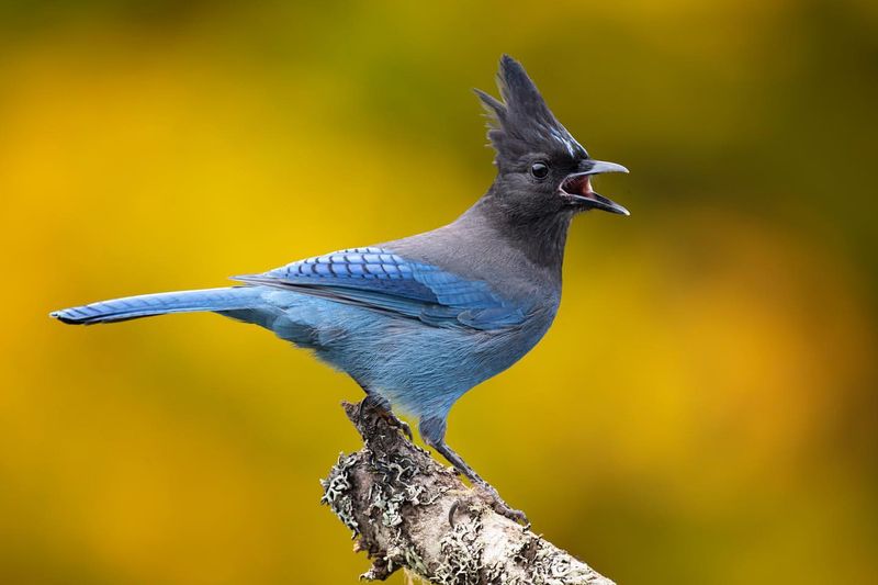 Steller's Jay