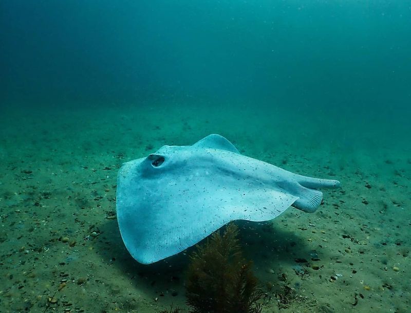 Stingray