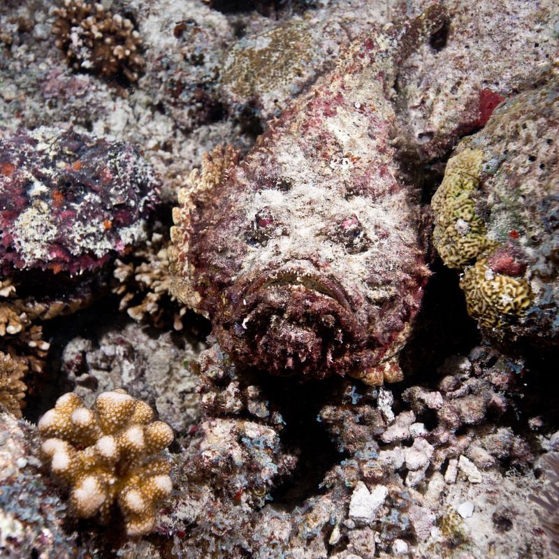 Stonefish