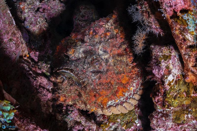 Stonefish