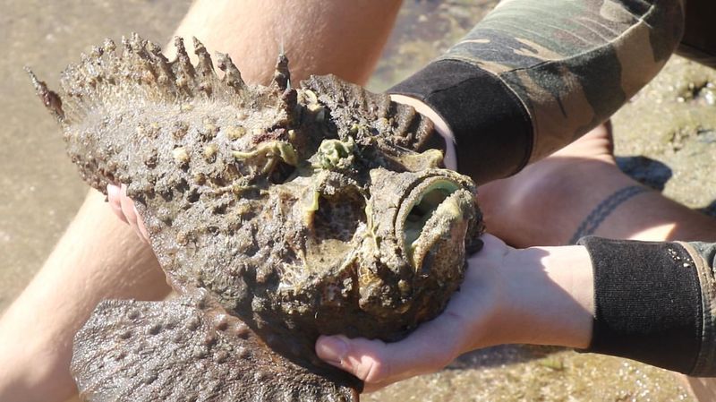 Stonefish