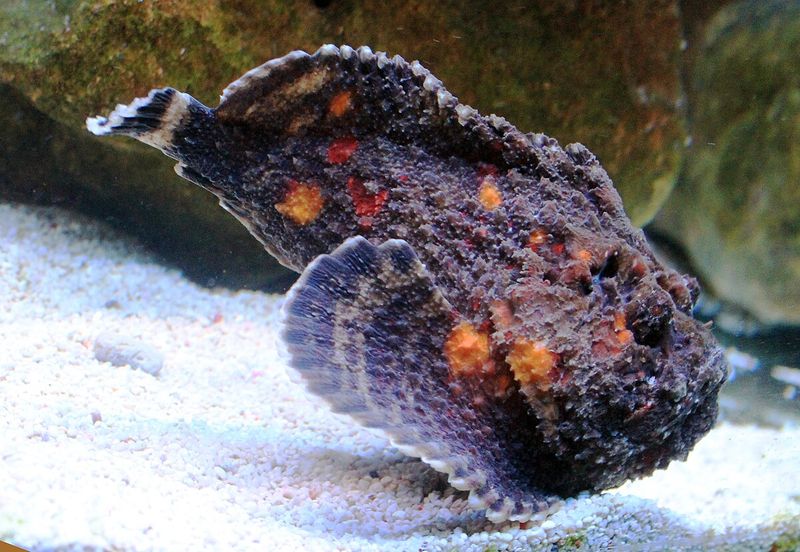 Stonefish