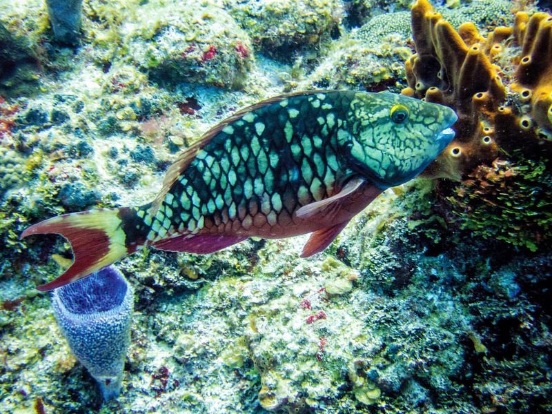 Stoplight Parrotfish