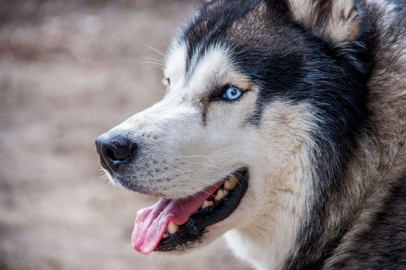 Striking Blue Eyes