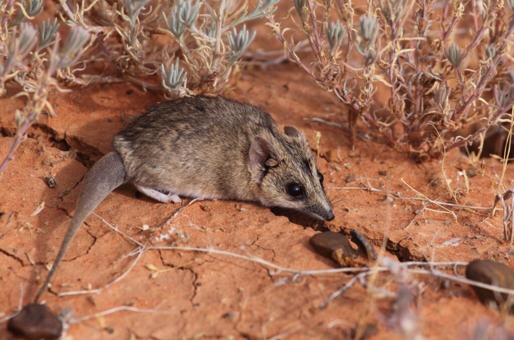 Striped-Faced Dunnarts