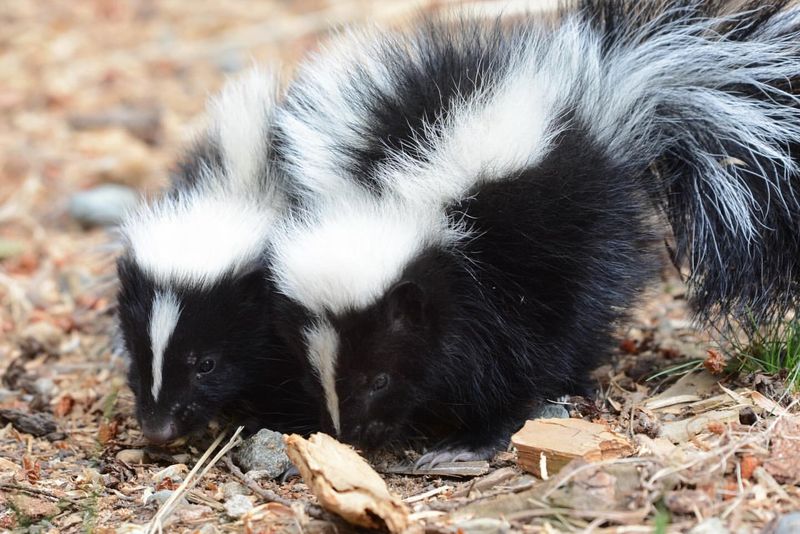 Striped Skunks