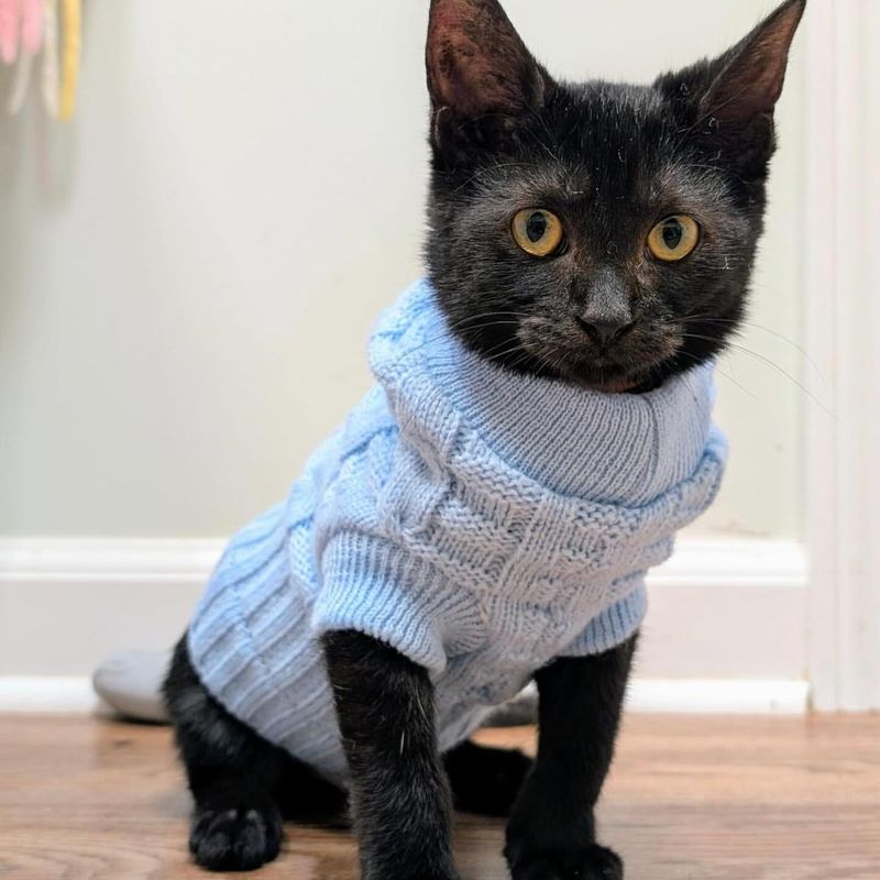 Stylish Cat Apparel