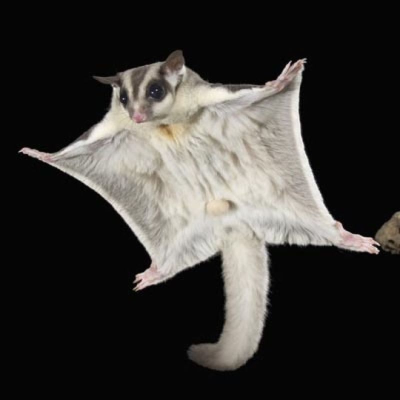 Sugar Glider