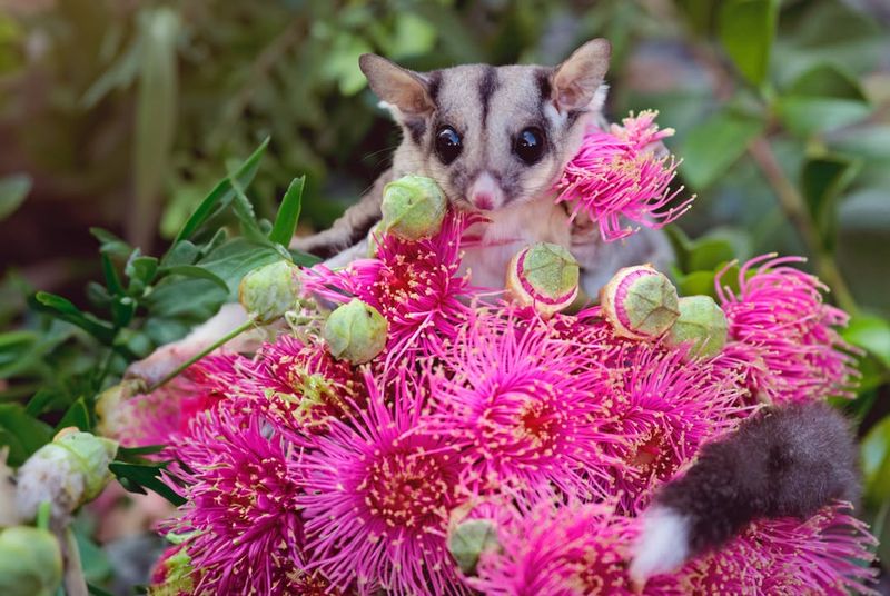 Sugar Glider