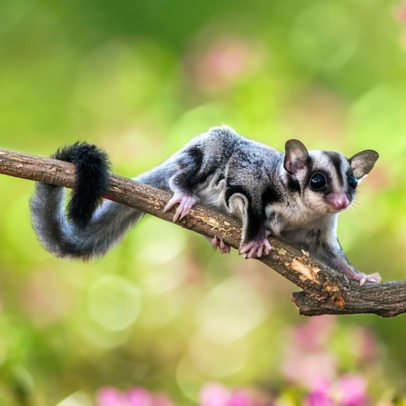 Sugar Glider