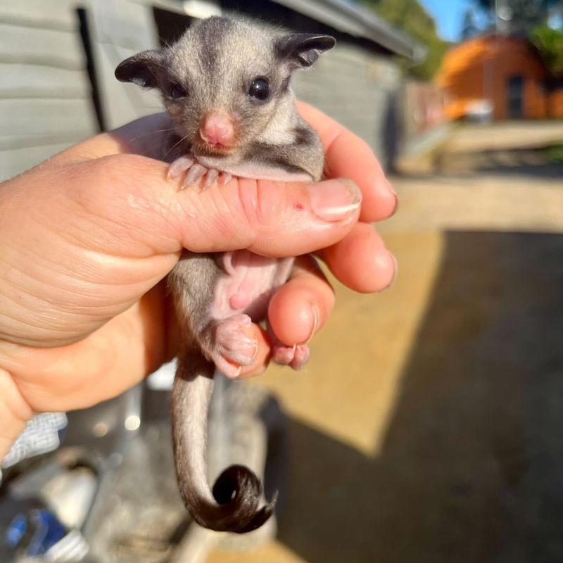 Sugar Gliders