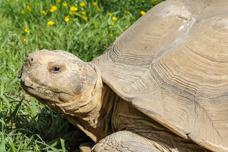 Sulcata Tortoise