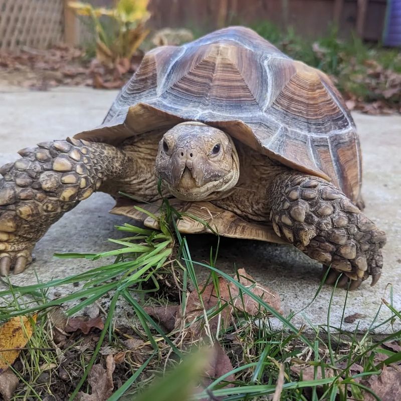 Sulcata Tortoise