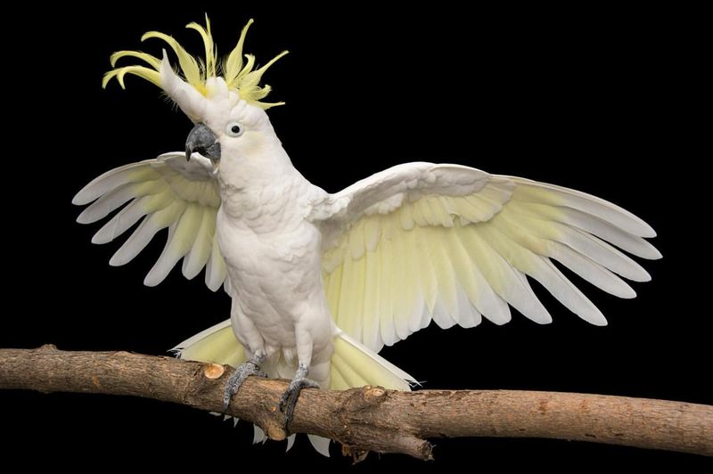 Sulphur-crested Cockatoo