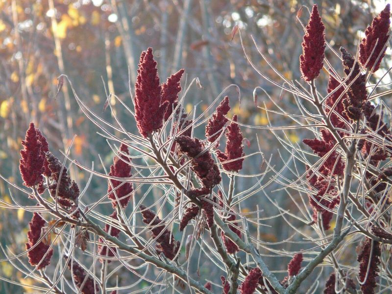 Sumac (Rhus)