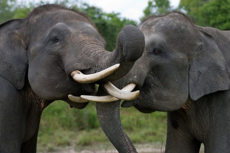 Sumatran Elephant