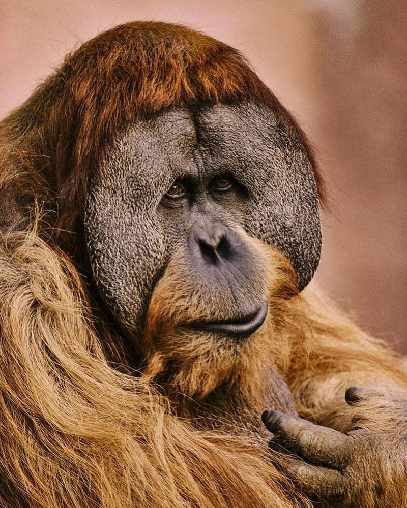 Sumatran Orangutan