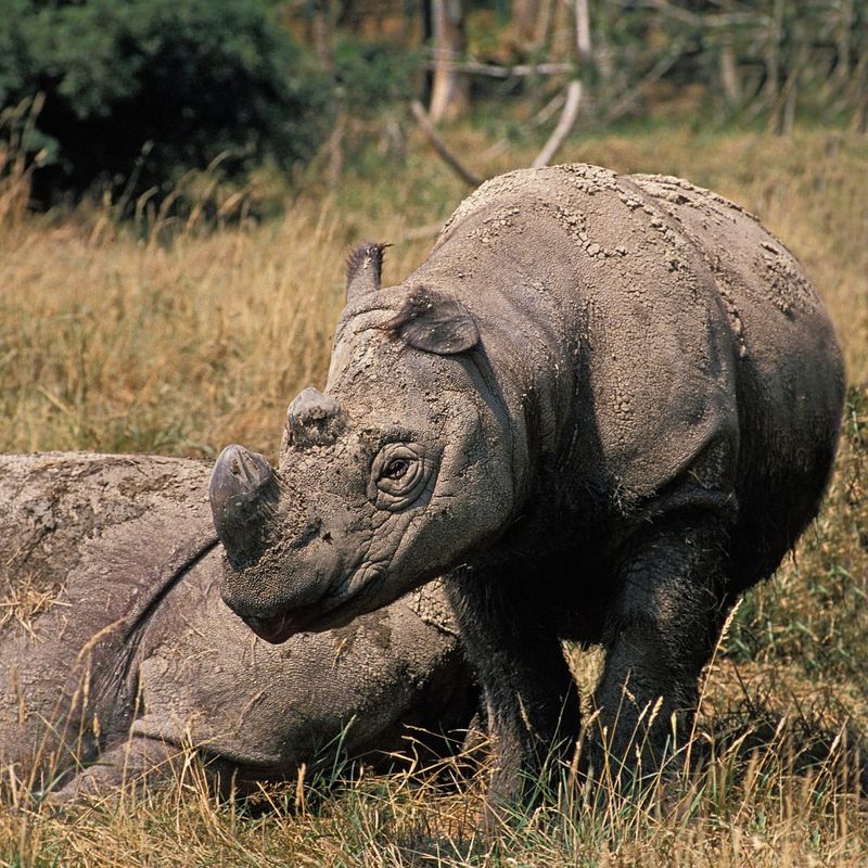 Sumatran Rhino