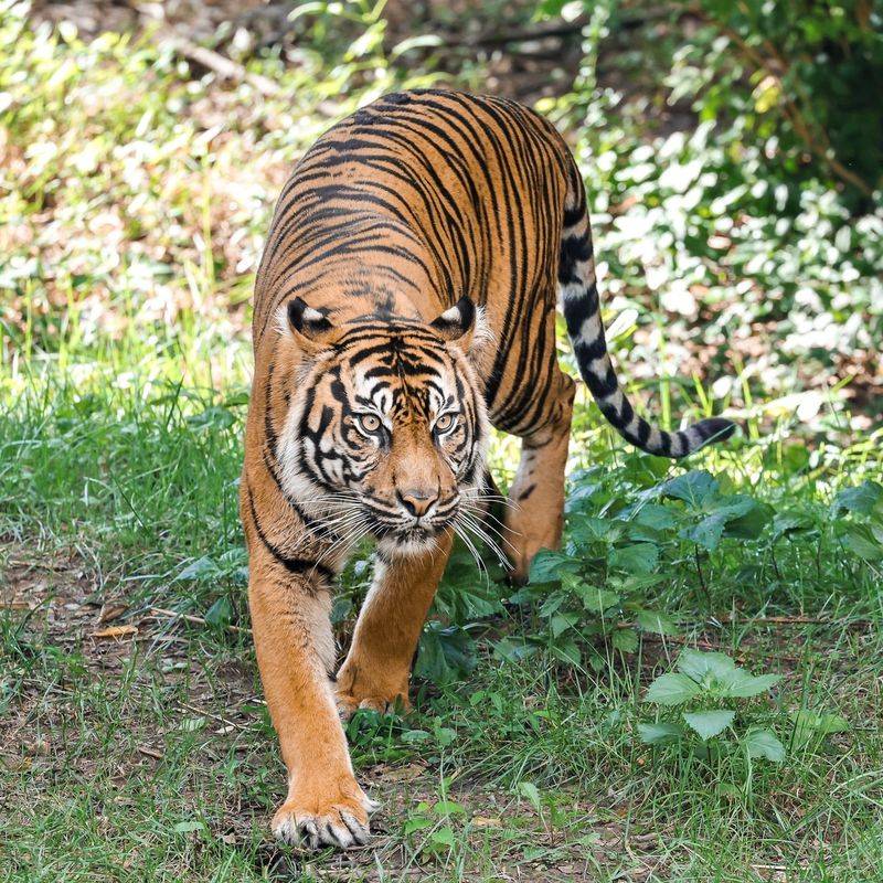 Sumatran Tiger