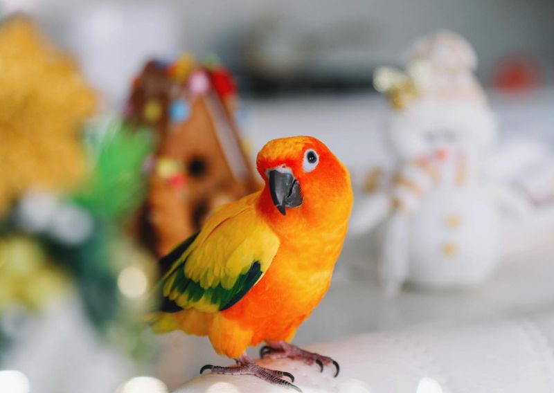 Sun Conure