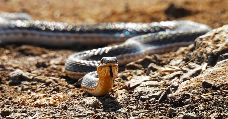 Sunbathing Snakes