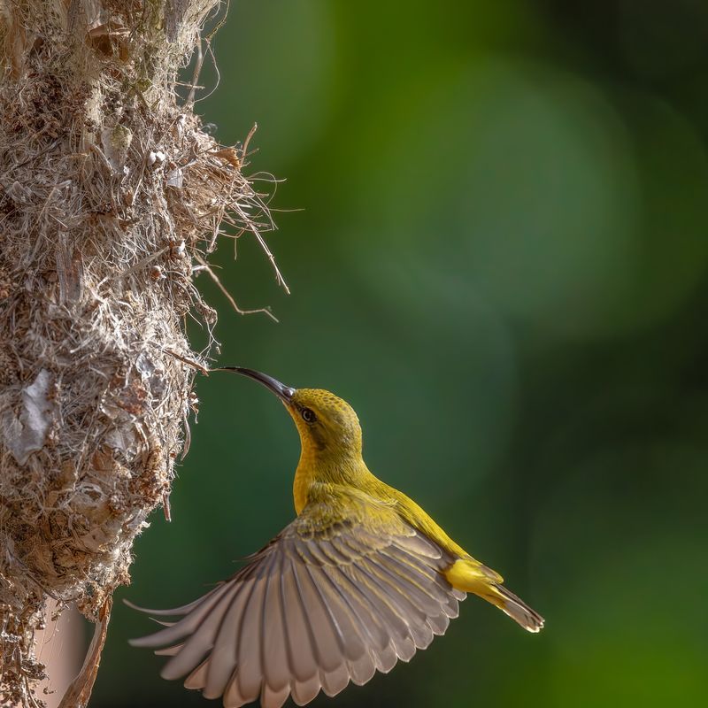 Sunbird