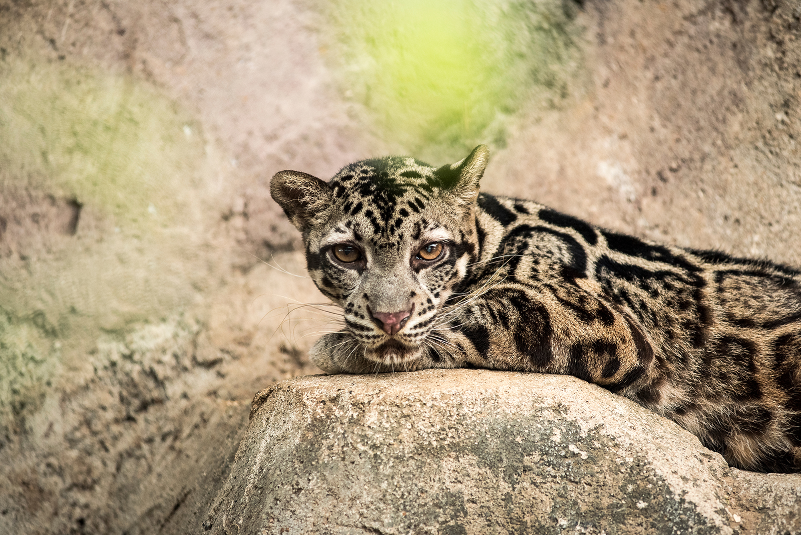 Sunda Clouded Leopard